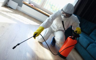 How Pest Control Works: Steps, Treatments, & Results