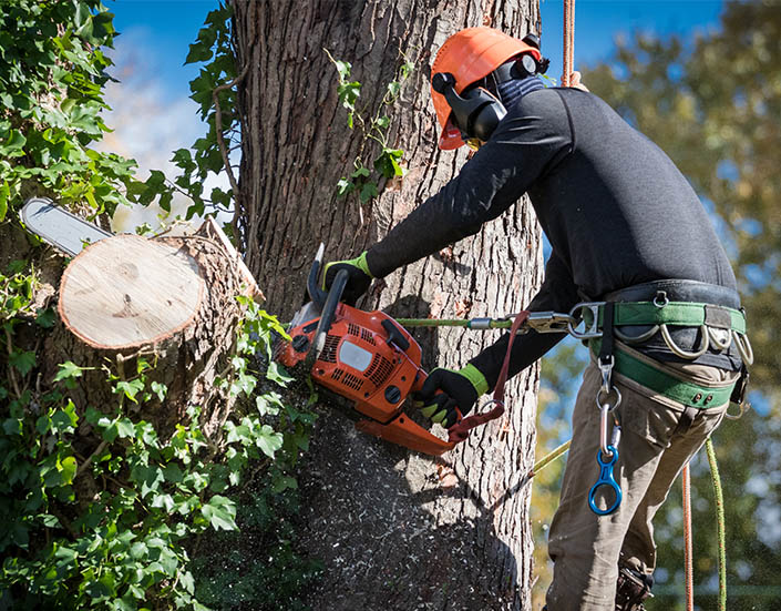 tree removal