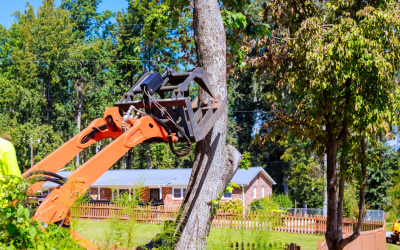 How to Start a Tree Removal Business in 2026