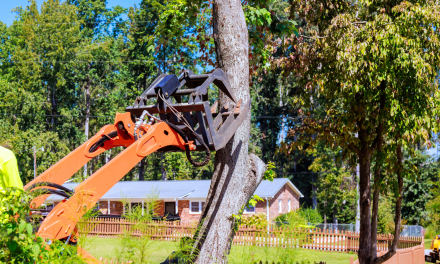 How to Start a Tree Removal Business in 2026